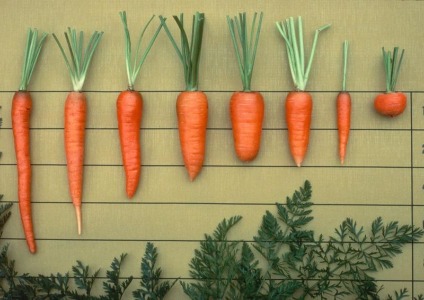 Сортотипы моркови, разбираемся вместе...