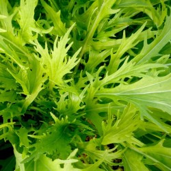 Капуста японская