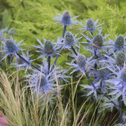 Синеголовник