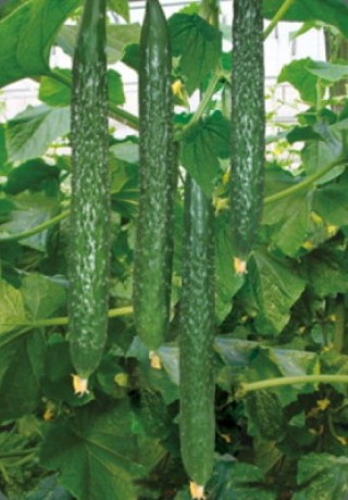 img-1: Огурец Китайский змей F1 - ООО «Семена Тут»