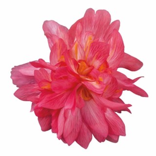 img-1: Бегония Фанки Пинк [1000 драже] - ООО «Семена Тут»