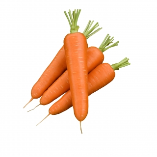 Морковь Диаменто (Вак-75) F1 (фракция 1,8-2,0 мм) - ООО «Семена Тут»