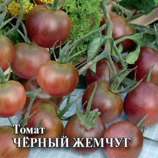 Томат Черный жемчуг - ООО «Семена Тут»