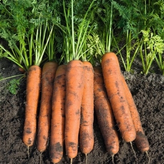 Морковь Намур F1 (фракция: 1,8-2,0 мм) - ООО «Семена Тут»