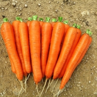 Морковь Лагуна F1 [фракция 1,6-1,8 мм] - ООО «Семена Тут»