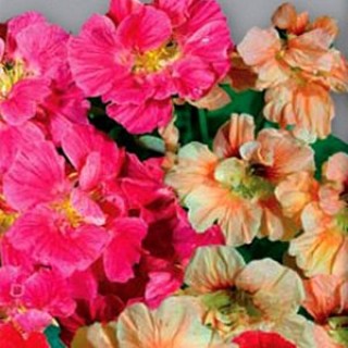 img-0: Настурция низкорослая Джевел микс - ООО «Семена Тут»