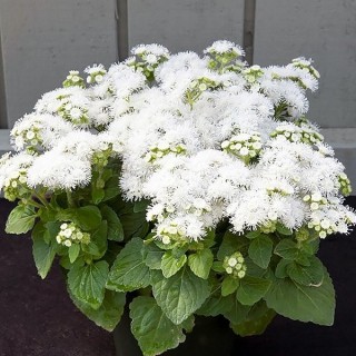 img-0: Агератум Белый шар - ООО «Семена Тут»