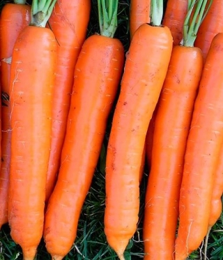 img-1: Морковь Осенний король - ООО «Семена Тут»