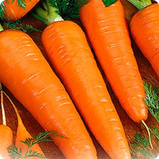 Морковь Сильвано F1 [фракция 1,6-1,8 мм] - ООО «Семена Тут»