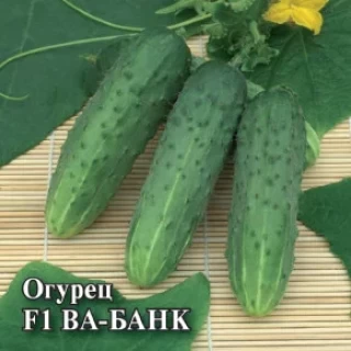 Огурец Ва-Банк F1 - ООО «Семена Тут»