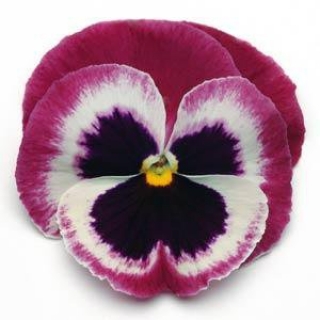 Виола крупноцветковая Матрикс Роуз Винг [4000 шт] - ООО «Семена Тут»