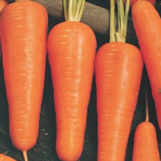 Морковь Купар F1 (фракция: 1,8-2,0 мм) - ООО «Семена Тут»