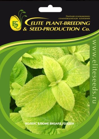 img-1: Колеус Визард Голден [70 шт] - ООО «Семена Тут»