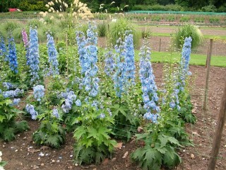 img-1: Дельфиниум высокий Аврора Лайт Блю [1000 шт] - ООО «Семена Тут»