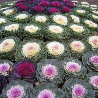 img-0: Капуста декоративная Смесь окрасок - ООО «Семена Тут»