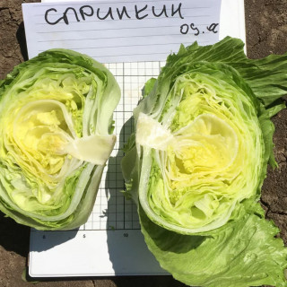 img-1: Салат Спринкин - ООО «Семена Тут»