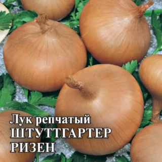 img-1: Лук репчатый Штуттгартер Ризен - ООО «Семена Тут»