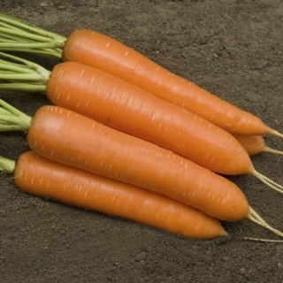 Морковь Монанта - Семена Тут
