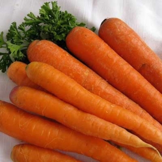 Морковь Наполи F1 (фракция: 1,8-2,0 мм) - ООО «Семена Тут»
