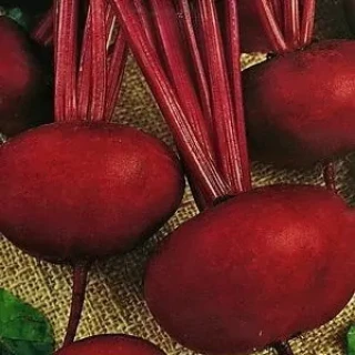 img-0: Свекла столовая Кумушка - ООО «Семена Тут»