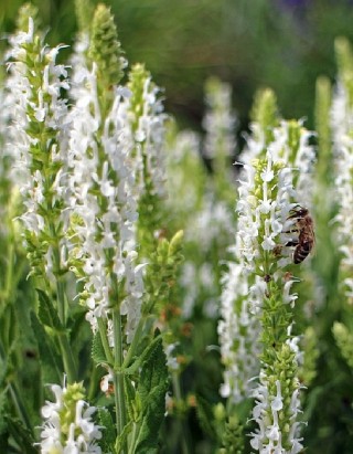 img-2: Иссоп лекарственный Белый - ООО «Семена Тут»