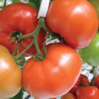 Томат Брайтина F1 - ООО «Семена Тут»