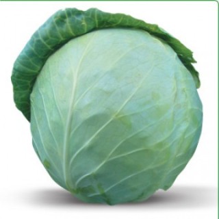 img-0: Капуста белокочанная Хонка F1 - ООО «Семена Тут»