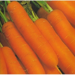img-0: Морковь Бейби F1 (инкруст. семена) (фракция: 1,8-2,0 мм) - ООО «Семена Тут»