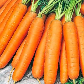 Морковь Берликум Роял (фракция 1,6-1,8 мм) - ООО «Семена Тут»