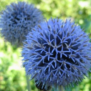 Мордовник - ООО «Семена Тут»