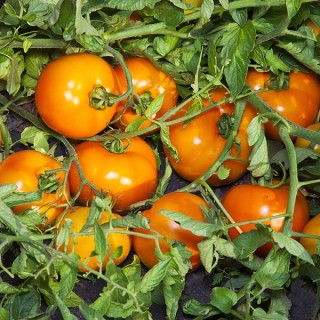 Томат Айсан F1 - ООО «Семена Тут»