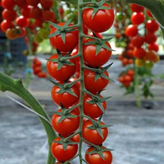 Томат Мадейра F1 - ООО «Семена Тут»