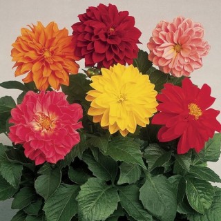 img-0: Георгина Гарден Прайд [100 шт] - ООО «Семена Тут»