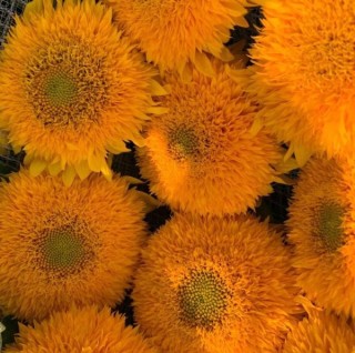 img-0: Подсолнечник декоративный Дабл Делайт Зеленый Диск - ООО «Семена Тут»