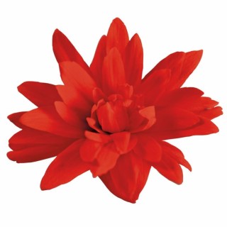 img-1: Бегония Фанки Ред [1000 драже] - ООО «Семена Тут»