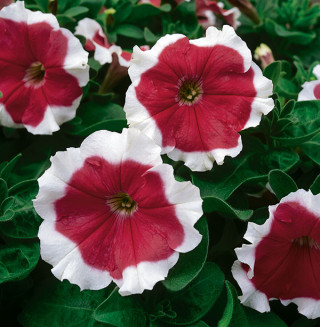 img-2: Петуния грандифлора Фрост Файр [1000 драже] - ООО «Семена Тут»