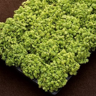 img-1: Пиретрум Голден Мосс [1000 шт] - ООО «Семена Тут»