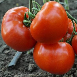 Томат Красный Банкир (инкруст.семена) - ООО «Семена Тут»