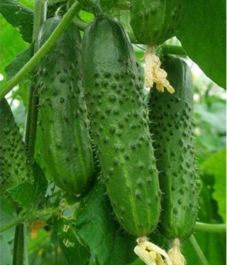 img-1: Огурец Аист - ООО «Семена Тут»