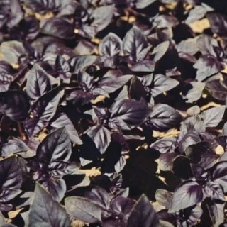 img-1: Базилик Рози - ООО «Семена Тут»