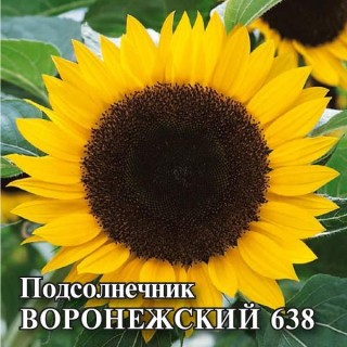 img-1: Подсолнечник Воронежский 638 - ООО «Семена Тут»