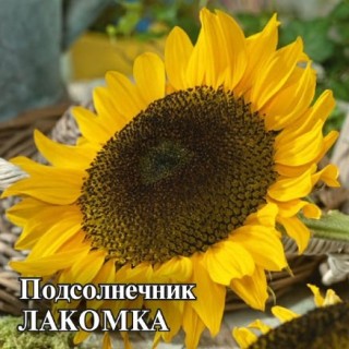 img-1: Подсолнечник Лакомка - ООО «Семена Тут»