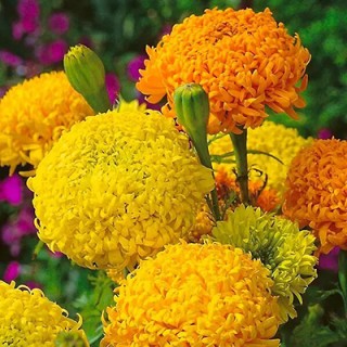 Бархатцы прямостоячие Фантастик микс - ООО «Семена Тут»