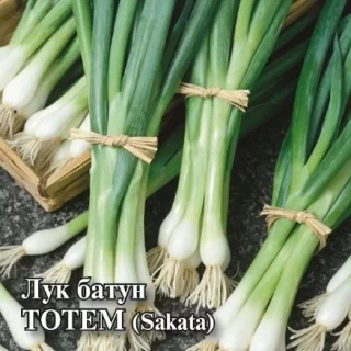 img-1: Лук на зелень Тотем - ООО «Семена Тут»