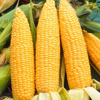 img-0: Кукуруза сахарная Виктория - ООО «Семена Тут»