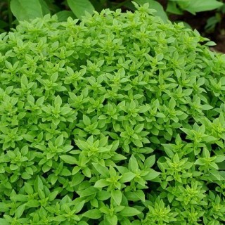 Базилик Мелколистный зеленый - ООО «Семена Тут»