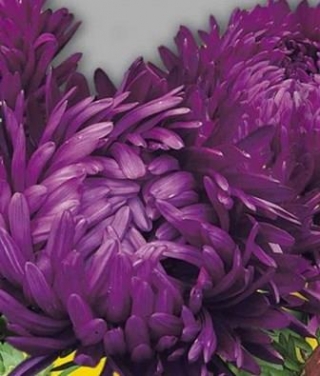 Астра пионовидная Фиолетовая башня - ООО «Семена Тут»
