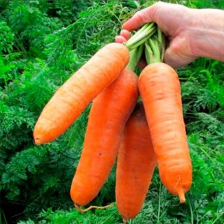 Морковь Вак-70 F1 (фракция 1,6-1,8 мм) - ООО «Семена Тут»
