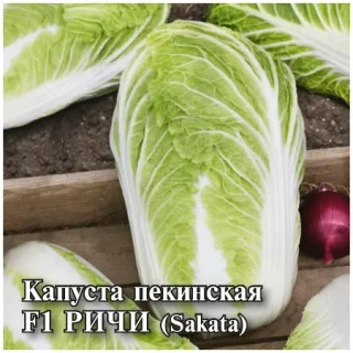 img-1: Капуста пекинская Ричи F1 - ООО «Семена Тут»
