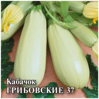 img-1: Кабачок Грибовские 37 - ООО «Семена Тут»